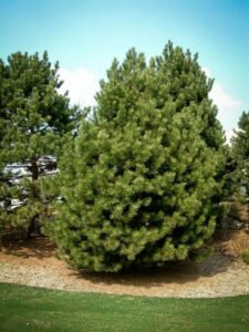 Сосна Чёрная (Pinus Nigra) купить по цене от 270.00р. в интернет-магазине «Посадика» с доставкой почтой в в Зеленогорске и по всей России – [изображение №1].