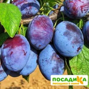 Слива Чачакская ранняя купить по цене от 229.00р. в интернет-магазине «Посадика» с доставкой почтой в в Зеленогорске и по всей России – [изображение №1].