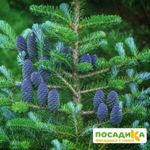 Пихта корейская (Abies koreana) купить по цене от 450.00р. в интернет-магазине «Посадика» с доставкой почтой в в Зеленогорске и по всей России – [изображение №1].