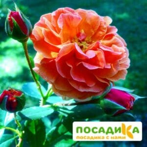 Роза Арабия купить по цене от 350.00р. в интернет-магазине «Посадика» с доставкой почтой в в Зеленогорске и по всей России – [изображение №1].