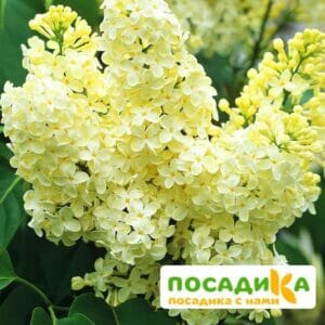 Сирень Примроуз (Primrose) купить по цене от 529.00р. в интернет-магазине «Посадика» с доставкой почтой в в Зеленогорске и по всей России – [изображение №1].