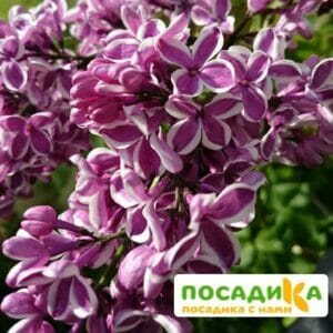 Сирень Сенсация купить по цене от 529.00р. в интернет-магазине «Посадика» с доставкой почтой в в Зеленогорске и по всей России – [изображение №1].