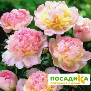 Пион Распберри Сандей (Paeonia Raspberry Sundae) купить по цене от 959р. в интернет-магазине «Посадика» с доставкой почтой в в Зеленогорске и по всей России – [изображение №1].