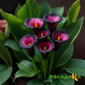 Калла Аура Лейс купить по цене от 400р. в интернет-магазине «Посадика» с доставкой почтой в в Зеленогорске и по всей России – [изображение №1].