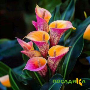 Калла Оникс купить по цене от 450р. в интернет-магазине «Посадика» с доставкой почтой в в Зеленогорске и по всей России – [изображение №1].
