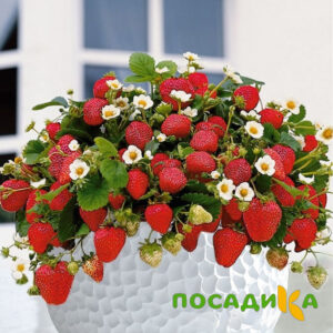 Клубника Рубиновый Шепот (горшечная) купить по цене от 240р. в интернет-магазине «Посадика» с доставкой почтой в в Зеленогорске и по всей России – [изображение №1].