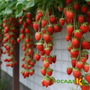 Клубника вьющаяся Комплимент купить по цене от 470р. в интернет-магазине «Посадика» с доставкой почтой в в Зеленогорске и по всей России – [изображение №1].