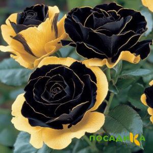 Роза Ханни Сикл купить по цене от 700р. в интернет-магазине «Посадика» с доставкой почтой в в Зеленогорске и по всей России – [изображение №1].