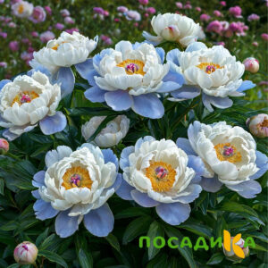Пион акварельный Этюд купить по цене от 806р. в интернет-магазине «Посадика» с доставкой почтой в в Зеленогорске и по всей России – [изображение №1].