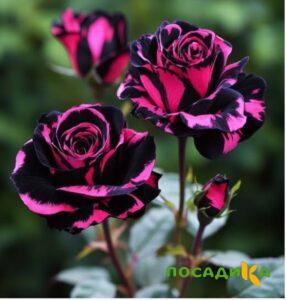 Роза Багровый Шепот купить по цене от 366р. в интернет-магазине «Посадика» с доставкой почтой в в Зеленогорске и по всей России – [изображение №1].