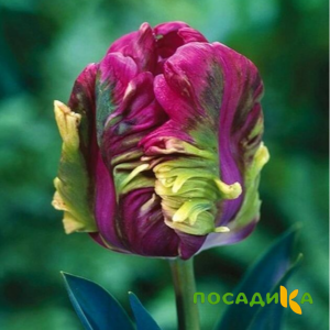 Тюльпан Экзотик Хэвен купить по цене от 186р. в интернет-магазине «Посадика» с доставкой почтой в в Зеленогорске и по всей России – [изображение №1].